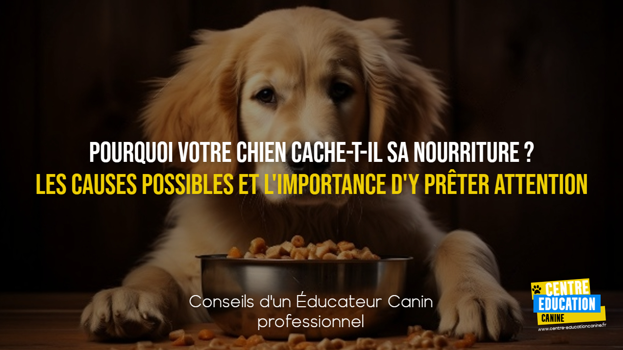 Comment rendre ton chiot propre rapidement et efficacement